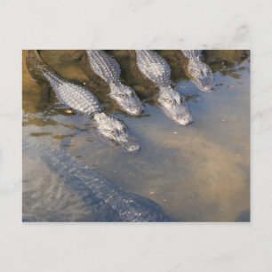 Bauernhof St. Augustine Alligator Nr. 2 Postkarte