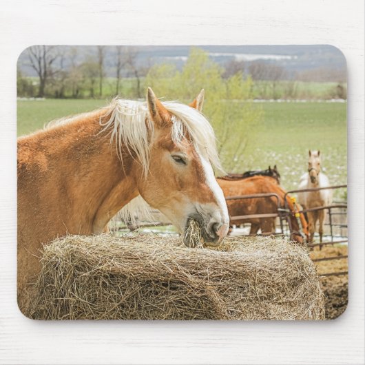 Bauernhofpferd beim Kauen von Heu Mousepad (Vorne)