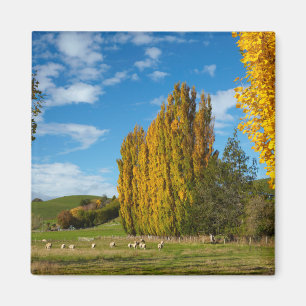 Bauernhofweide mit Schafen Magnet