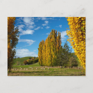 Bauernhofweide mit Schafen Postkarte