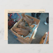 Bauernmarkt, Louans, Bresse, Kaninchen Postkarte (Vorne/Hinten)