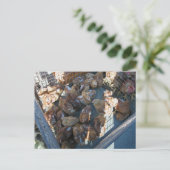 Bauernmarkt, Louans, Bresse, Küken Postkarte (Stehend Vorderseite)