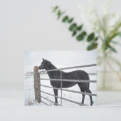 Bauernpferd Postkarte (Stehend Vorderseite)