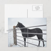 Bauernpferd Postkarte (Vorne/Hinten)