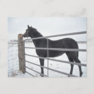 Bauernpferd Postkarte