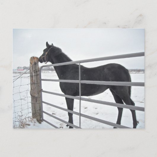 Bauernpferd Postkarte (Vorderseite)