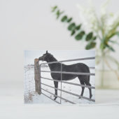 Bauernpferd Postkarte (Stehend Vorderseite)