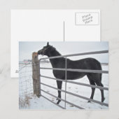 Bauernpferd Postkarte (Vorne/Hinten)