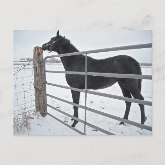 Bauernpferd Postkarte (Vorderseite)