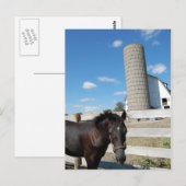 Bauernpferd Postkarte (Vorne/Hinten)