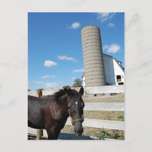 Bauernpferd Postkarte (Vorderseite)