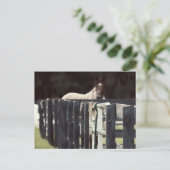 Bauernzaun mit Pferd hinter Sepien Postkarte (Stehend Vorderseite)