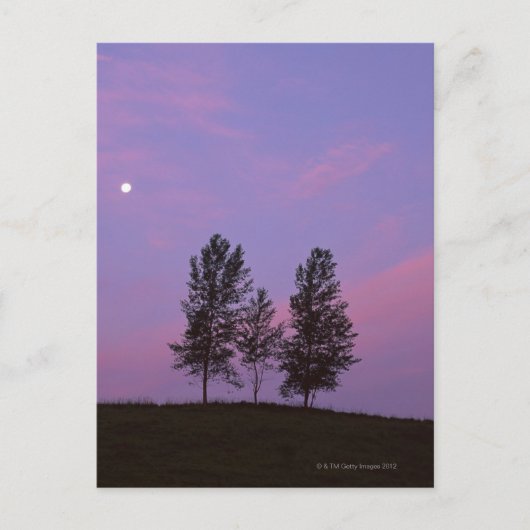 Baum 2 postkarte (Vorderseite)