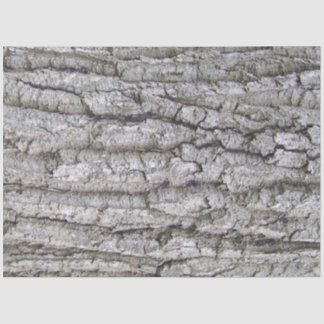 Baum 5 - Eichenbaumrinde Seidenpapier