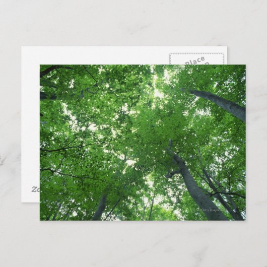 Baum 7 postkarte (Vorne/Hinten)