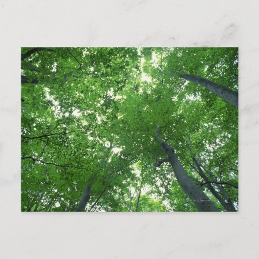 Baum 7 postkarte (Vorderseite)