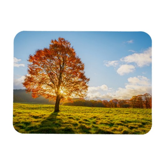Baum am Feuer Magnet (Horizontal)