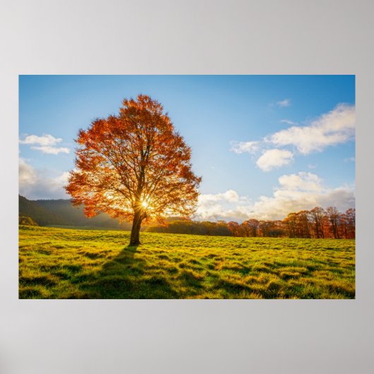 Baum am Feuer Poster (Vorne)