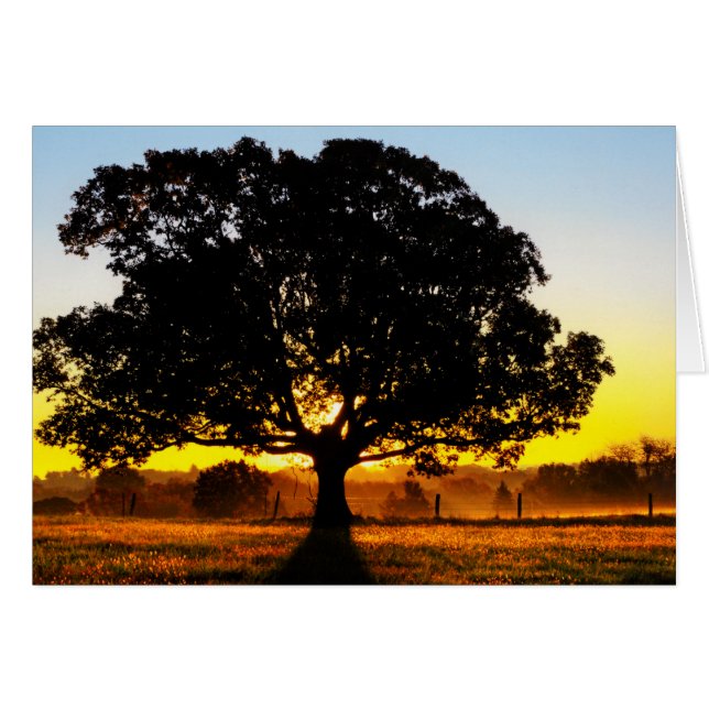 Baum am Morgen (Vorderseite (Horizontal))