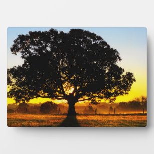 Baum am Morgen Fotoplatte