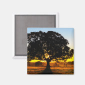 Baum am Morgen Magnet (Vorderseite/Rückseite)
