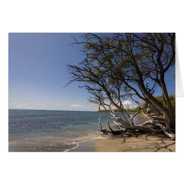Baum am Strand entlang der Küste (Vorderseite (Horizontal))