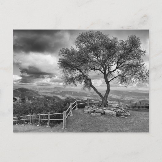 Baum auf dem Hügel Postkarte (Vorderseite)