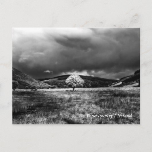 Baum auf dem Land Postkarte (Vorderseite)