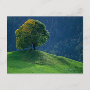 Baum auf einem Hügel Postkarte
