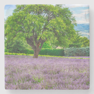 Baum auf einem Lavendelfeld, Frankreich Steinuntersetzer