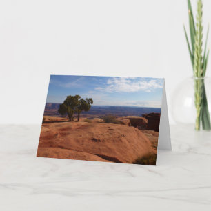 Baum aus roten Felsen I im Canyonlands