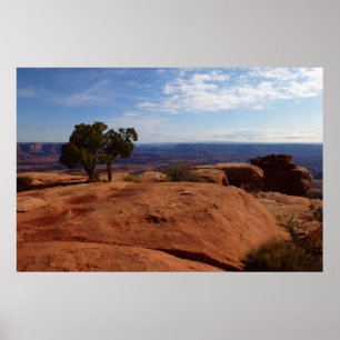 Baum aus roten Felsen I im Canyonlands Poster