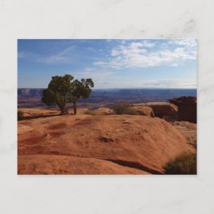 Baum aus roten Felsen I im Canyonlands Postkarte