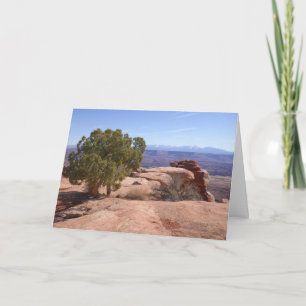 Baum aus roten Felsen II im Canyonlands