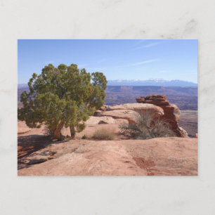 Baum aus roten Felsen II im Canyonlands Postkarte