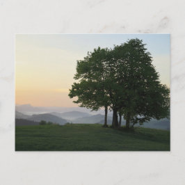 Baum bei Sonnenaufgang Postkarte