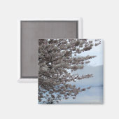 Baum-Blüten-Kühlschrankmagnet Magnet (Vorderseite/Rückseite)