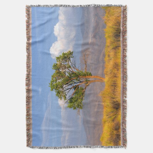 Baum Decke (Vorderseite Vertikal)
