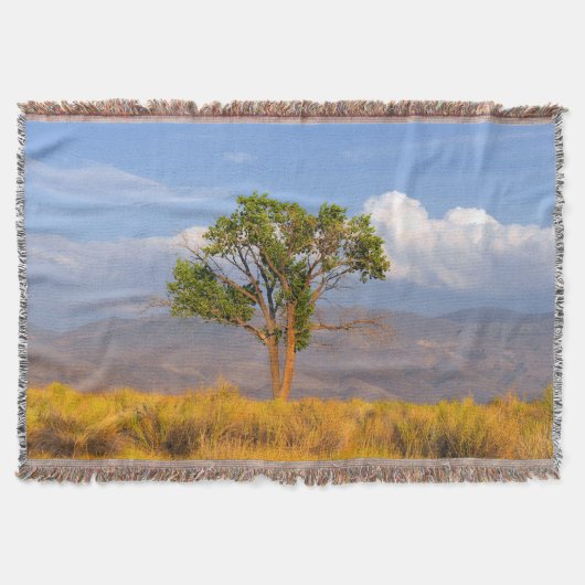 Baum Decke (Vorderseite)