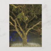 Baum der Lichtpostkarte Postkarte (Vorderseite)