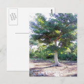 Baum der Weisheit-Postkarte Postkarte (Vorne/Hinten)