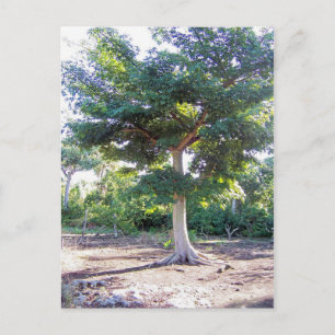 Baum der Weisheit-Postkarte Postkarte