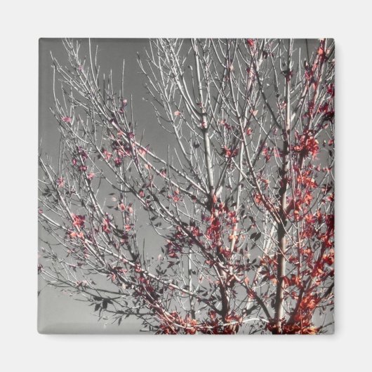 Baum des Hoffnungsmagneten Magnet (Vorne)