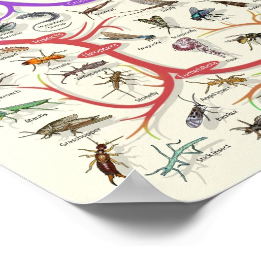 Baum des Lebens Darwinsche Theorie der Evolution P Poster (Ecke)