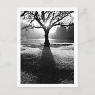 Baum des Lichts: Derwentwater, Cumbria Postkarte
