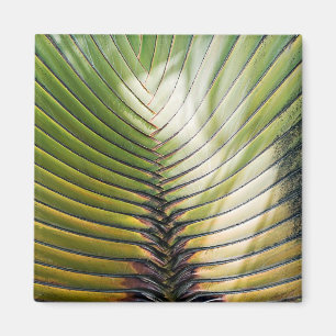 Baum des Reisenden Guadeloupe Magnet