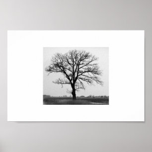 Baum des Todes Poster