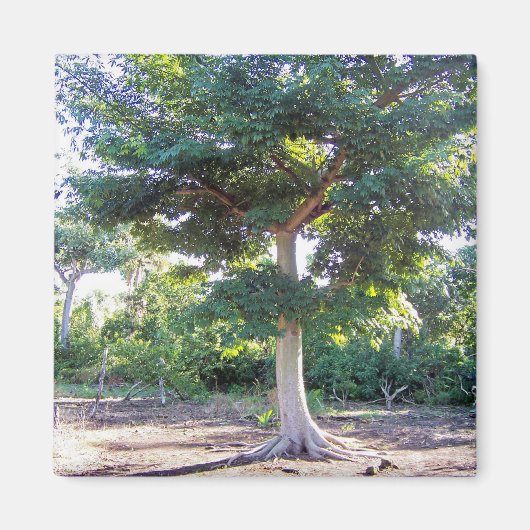 Baum des Weisheitsmagneten Magnet (Vorne)