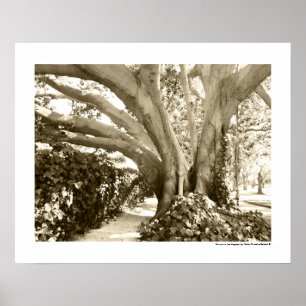 Baum Fine Art Foto Schwarz Weiß Sepia Los Angeles  Poster
