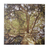 Baum Fliese (Vorderseite)